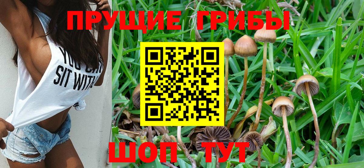 Галлюциногенные грибы Psilocybe Магнитогорск